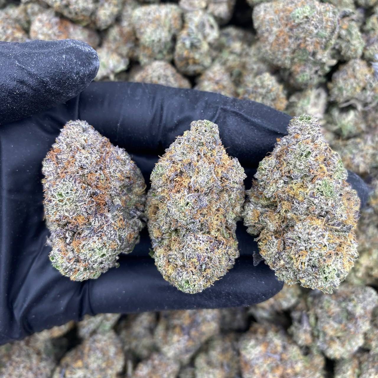 BERRY HAZE