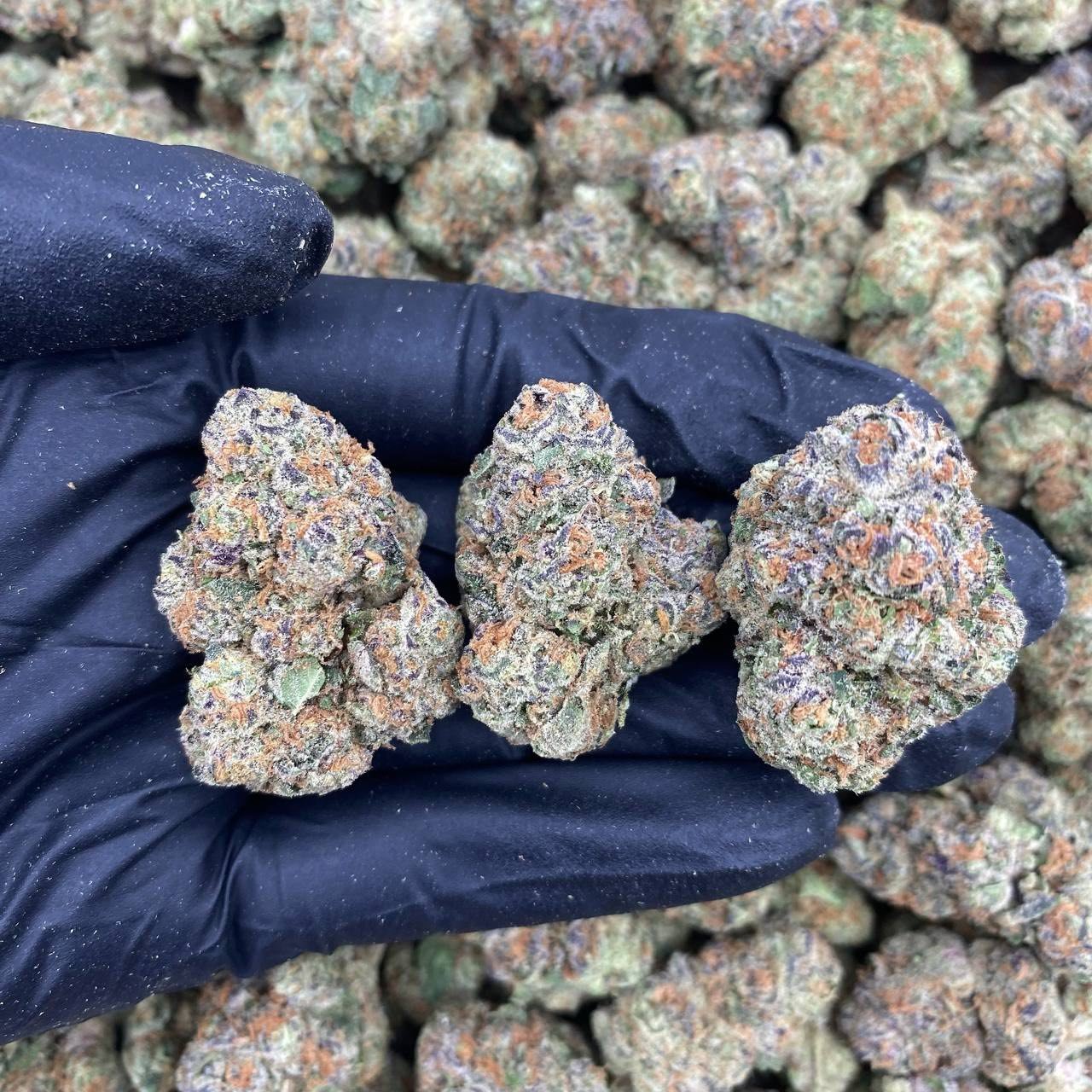 TURBO RAZZBERRY