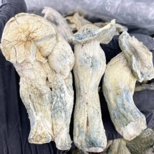 EXOTIC FLV SHROOMS