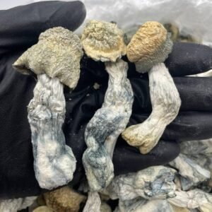 Albino Penis Envy (APE) SHROOM